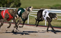 Jacksonville Greyhound Racing Park And Bestbet Poker Room Sportsbook